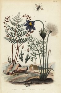 Sziklamoha, Andraea rupestris 1, bányászméh, Andrena agilissima 2, virágzó páfrány, Aemia adiantifolia 3 és pacsirtavirág, Anemone pulsatilla 4 alkotó: Unbekannt