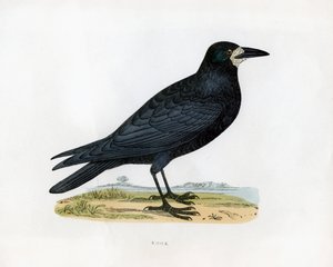 Rook, XIX. század alkotó: Unbekannt