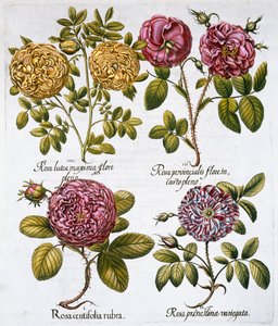 Rózsák, 1613 alkotó: Unbekannt