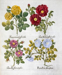Rózsák, 1613 alkotó: Unbekannt