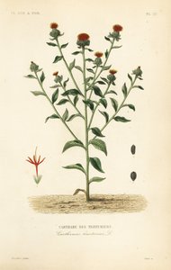 Pórsáfrány, Carthamus tinctorius, Carthame des teinturiers alkotó: Unbekannt