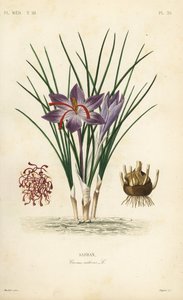Sáfrányos sáfrány, Crocus sativus, Safran alkotó: Unbekannt