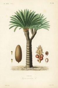 szágópálma, király szágó, szágópálma vagy japán szágópálma, Cycas revoluta, Cycas alkotó: Unbekannt