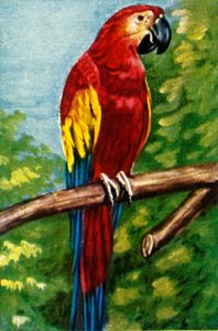 Skarlát ara, c1928. alkotó: Unbekannt