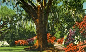Jelenet a Magnolia Gardensben, Charleston közelében, S.C., 1942. alkotó: Unbekannt