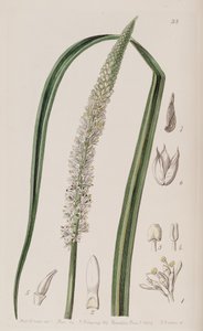Cipő ocaulon officinale alkotó: Unbekannt