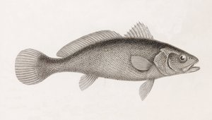 Science Corb, közelről alkotó: Unbekannt