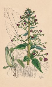Scrophularia Ehrharti. Ehrhart víz-betónia, 19. század alkotó: Unbekannt