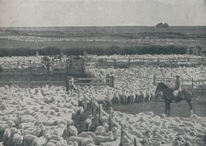 Birkakodók Ausztráliában, 1910 alkotó: Unbekannt
