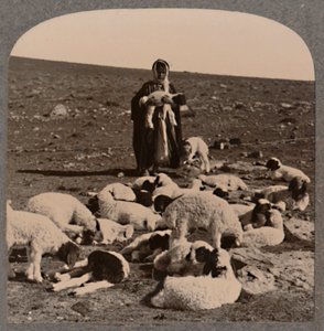 Pásztor és nyáj, c1900 alkotó: Unbekannt