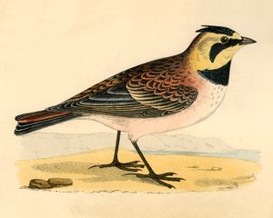 Shore Lark, 19. század vége. alkotó: Unbekannt