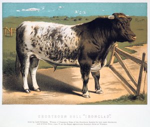 Shorthorn Bull Ironclad, 1875 alkotó: Unbekannt