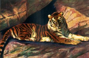 Szibériai tigris, 1928. alkotó: Unbekannt