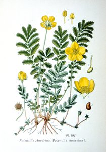 Ezüstfű, 1893 alkotó: Unbekannt