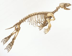 Egy tengeri fóka (Phoca vitulina) csontváza „mozgásban”, oldalnézet ©Dave King/Dorling Kindersley/UIG/Leemage alkotó: Unbekannt