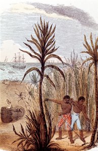 Cukornádat termesztő rabszolgák a Nyugat-Indiában, 1852 alkotó: Unbekannt