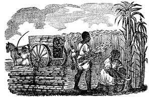 Rabszolgák cukornádat aratva Louisianában, 1833 alkotó: Unbekannt
