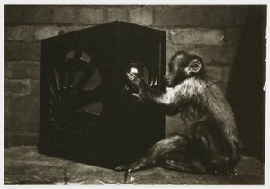 Kis majom, aki a számlapokkal játszik a rádióban, egy ismeretlen fotós készítette 1935 körül alkotó: Unbekannt