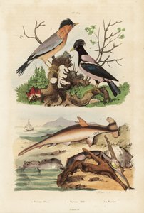 Sima kalapácsfej, Sphyrna malleus 1, kalapácsos osztriga, Malleus malleus 2, brahminy myna, Sturnia pagodarum 3 és rózsás seregély, Pastor roseus 4 alkotó: Unbekannt