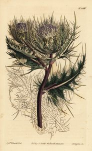 A legtüskésebb bogáncs, Cirsium spinosissimum (tollasfejű cnicus, Cnicus spinosissimus) alkotó: Unbekannt