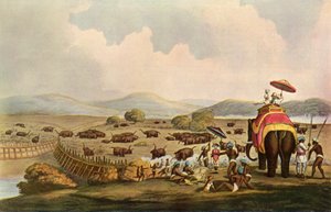Sport Indiában – Elefántok behajtása Keddába, c1808, 1901. alkotó: Unbekannt