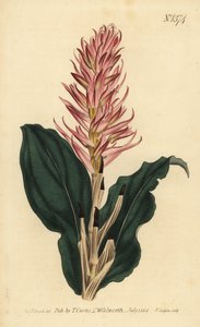 Stenorrhynchos speciosum orchidea (vörös virágú neottia, Neottia speciosa) alkotó: Unbekannt