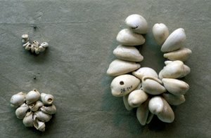 Cowrie kagylófüzérek alkotó: Unbekannt