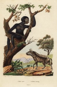 Csíkos hiéna, Hyaena hyaena 1 és siamang, Symphalangus syndactylus, veszélyeztetett 2 alkotó: Unbekannt