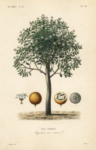 Strychnine fa, nux vomica, mérges dió vagy sperma strychnos, Strychnos nux-vomica, Noix vomique alkotó: Unbekannt