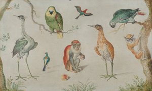 Madarak és majmok tanulmánya, 16601670. alkotó: Unbekannt