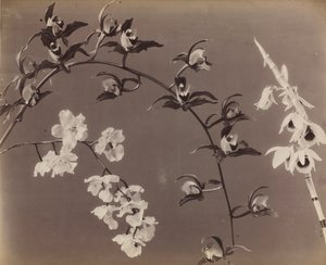 Orchideák tanulmányozása, c. 1870-es évek. alkotó: Unbekannt