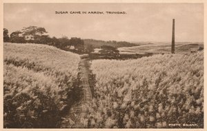 Cukornád Arrow Trinidadban, c1900 alkotó: Unbekannt