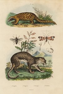 Sunda Pangolin, Manis Mammoth, Critically Endangered ೧, Leopard, Panthera Purdues ೪, Horse Fly, Tabanx Roastrates ೩, Scorpion Fly, Panorpa communis ೩ alkotó: Unbekannt