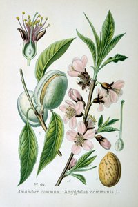 Édes mandula, 1893 alkotó: Unbekannt