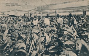Dohány a napellenző alatt. Árnyékban termesztett dohány - Kuba, c1900 alkotó: Unbekannt