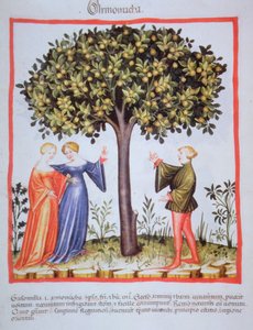 "Tacunum Sanitatis" Codex Vindobonensis Nova Series 2644, fol. 9, Sárgabarack szedése, Miniatűr (1370-1400) (festés papírra) alkotó: Unbekannt