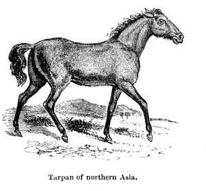 Tarpán, 1850 alkotó: Unbekannt
