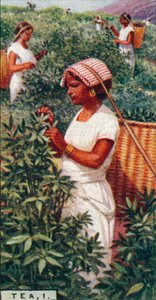Tea, 1. - Levelek kopasztása, Ceylon, 1928 alkotó: Unbekannt