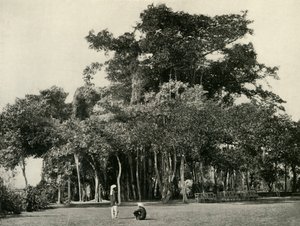 A Banyan Tree, Barrackpore, 1870, 1925. alkotó: Unbekannt