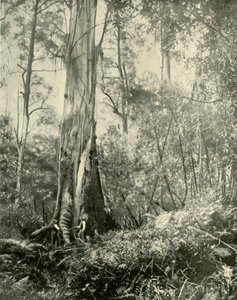 A báró, egy nevezetes magas fa, 1901. alkotó: Unbekannt