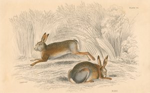 A Hare Lepus europaeus, 1828 alkotó: Unbekannt