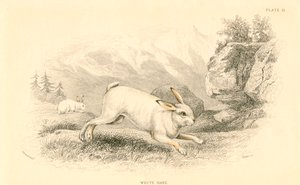 A Hare Lepus europaeus, 1828 alkotó: Unbekannt
