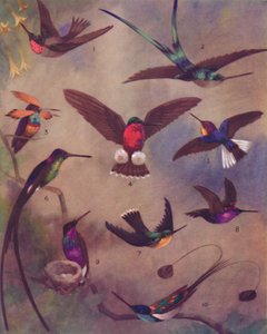 A kolibri madarak csodálatos színe, 1935 alkotó: Unbekannt