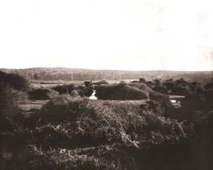 The New Forest, Hampshire, 1894. alkotó: Unbekannt