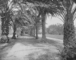 The Palms of Glenannie, Florida, 19. század alkotó: Unbekannt