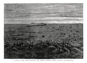 Pampas vasút, dél-amerikai alföld, 1877 alkotó: Unbekannt