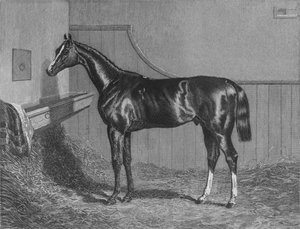 Az Rt. Hon. Lichfields Elis grófja. A St. Leger 1836, 1911 győztese alkotó: Unbekannt