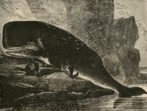 A sperma bálna, 1882. alkotó: Unbekannt