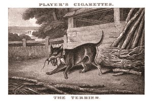 Terrier, 1924. alkotó: Unbekannt