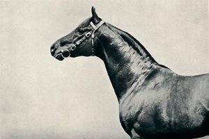 A telivér versenyló feje, Radium, c1910 alkotó: Unbekannt